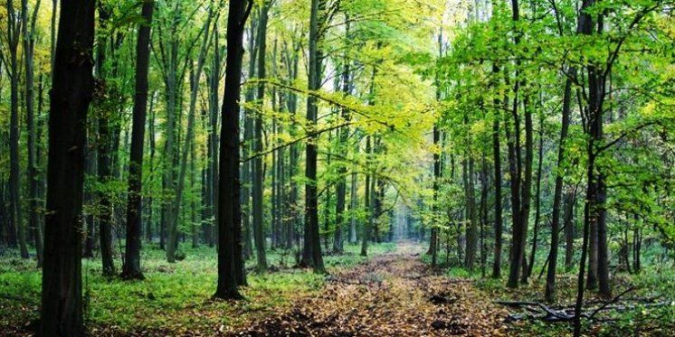 BiH bogatija za preko devet tisuća sadnica drveća